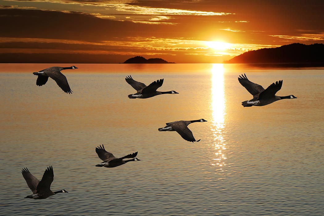 Seven lessons from a flock of birds · DickersonBakker